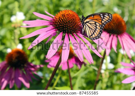 Monarch butterfly on a purple cone flower
