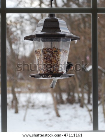 Finch on feeder in window in winter