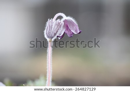 stock-photo-a-withered-alpine-pasque-flo...827129.jpg