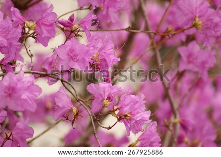 stock-photo-korean-wheeldon-pink-flowers...925886.jpg