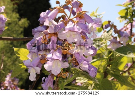 Empress Tree flowers (or Princess Tree, Foxglove Tree) in Innsbruck, Austria. Its scientific name is Paulownia Tomentosa, an extremely fast-growing tree which is native to central and western China.