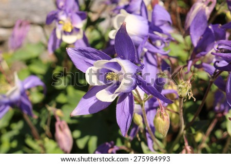 stock-photo-alpine-columbine-flowers-in-...984993.jpg