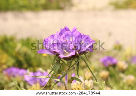 stock-photo-serbian-grassy-bells-flowers...178944.jpg