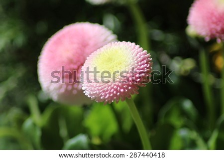 stock-photo-english-daisies-or-tasso-pin...440418.jpg