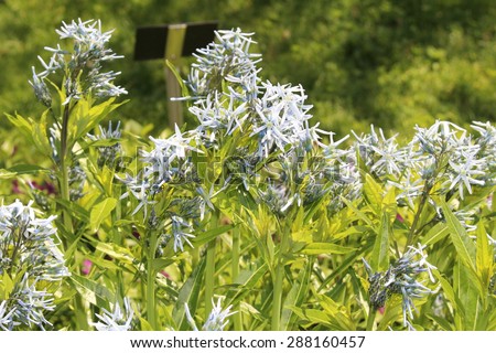 Shining Blue Star (or Ozark Blue Star) flowers in Innsbruck, Austria. Its scientific name is Amsonia Illustris, native to the USA.