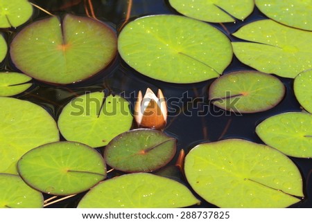 stock-photo-dwarf-white-waterlily-flower...737825.jpg