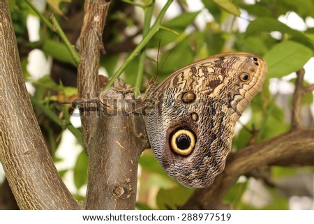 stock-photo-forest-giant-owl-butterfly-o...977519.jpg