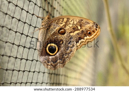 stock-photo-forest-giant-owl-butterfly-o...977534.jpg