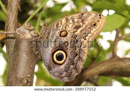 stock-photo-forest-giant-owl-butterfly-o...977552.jpg