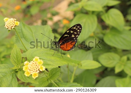 stock-photo--tiger-longwing-butterfly-or...126309.jpg