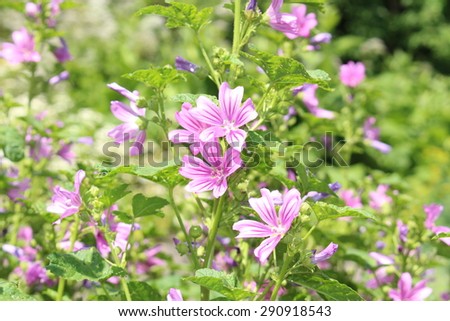 stock-photo-mauve-purple-common-mallow-o...918543.jpg