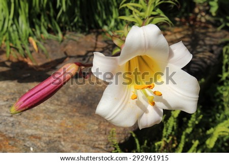 stock-photo-white-and-yellow-kings-lily-...961915.jpg