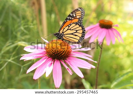 stock-photo-a-monarch-butterfly-danaus-p...457465.jpg