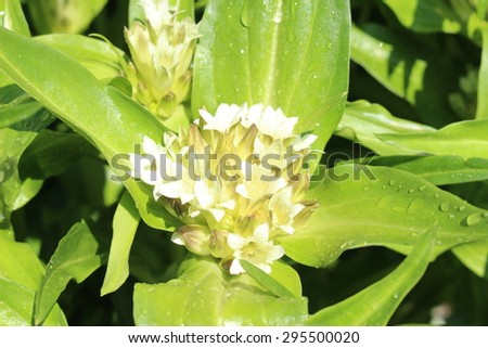 stock-photo-spotted-white-gentian-flower...500020.jpg