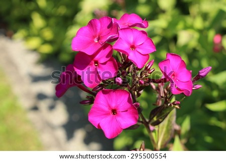 stock-photo-dark-pink-garden-phlox-flowe...500554.jpg