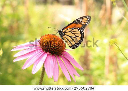 stock-photo-a-monarch-butterfly-danaus-p...502984.jpg
