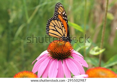 stock-photo-a-monarch-butterfly-danaus-p...502987.jpg