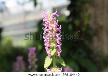stock-photo--purple-betony-flowers-or-be...184440.jpg
