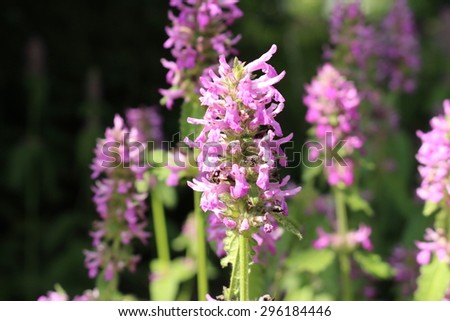 stock-photo--purple-betony-flowers-or-be...184446.jpg