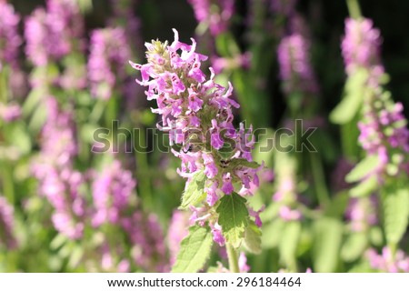 stock-photo--purple-betony-flowers-or-be...184464.jpg