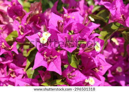 stock-photo-purple-paperflower-or-lesser...501318.jpg