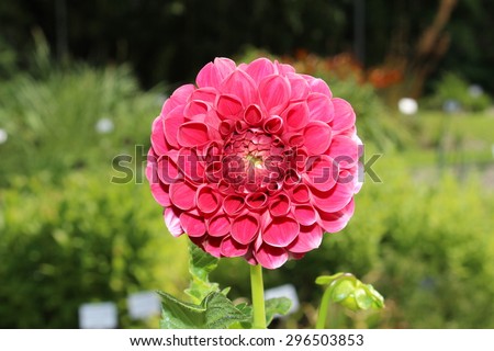 stock-photo-pink-dahlia-flower-in-innsbr...503853.jpg