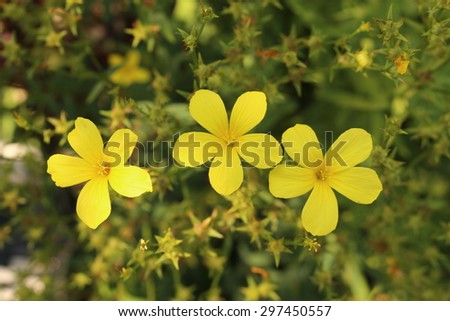 stock-photo--yellow-flax-flowers-or-gold...450557.jpg