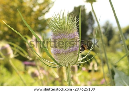 stock-photo--fuller-s-teasel-flower-cone...625139.jpg