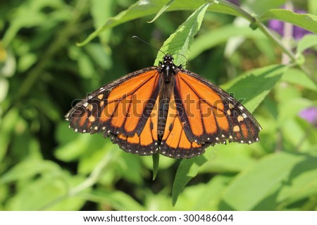 stock-photo-colorful-monarch-butterfly-d...486044.jpg