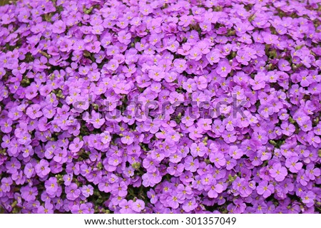 stock-photo--purple-aubrieta-flowers-or-...357049.jpg