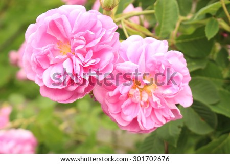 stock-photo--damask-rose-flowers-or-rose...702676.jpg