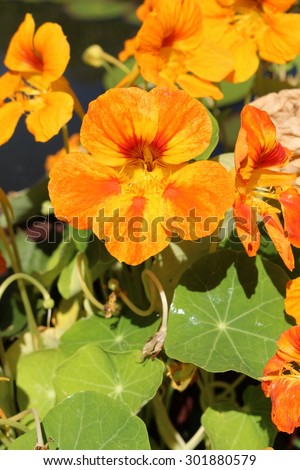stock-photo--asian-globeflower-in-innsbr...880579.jpg