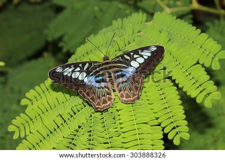 stock-photo-blue-clipper-butterfly-in-in...888326.jpg