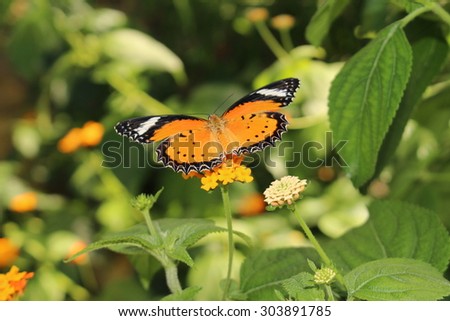 stock-photo-orange-white-and-black-leopa...891785.jpg