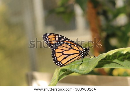 stock-photo-orange-black-and-white-monar...900164.jpg