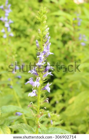 stock-photo--great-blue-lobelia-flowers-...902714.jpg