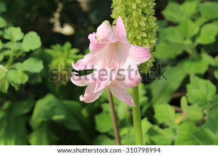 stock-photo-white-belladonna-lily-flower...798994.jpg