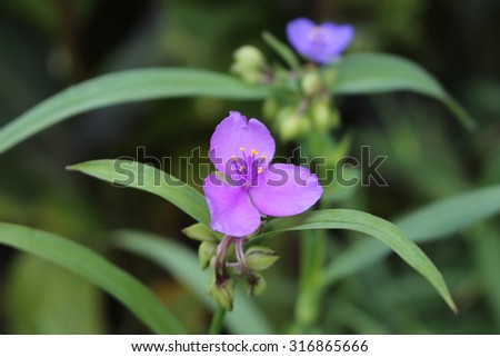 stock-photo--bluejacket-flower-or-ohio-s...865666.jpg