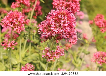 Red Valerian flowers (or Spur Valerian, Kiss Me Quick, Foxs Brush and Jupiters Beard) in Innsbruck, Austria. Its scientific name is Centranthus Ruber, native to Europe and Northwest Africa.