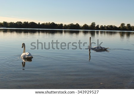 Two swans at sundown on Constance Lake (Bodensee), taken from the coast of Hard in Vorarlberg, Austria.