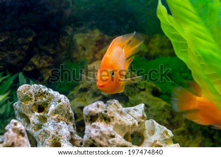 image of a beautiful aquarium decorative orange parrot fish