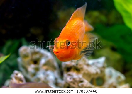 mage of a beautiful aquarium decorative orange parrot fish