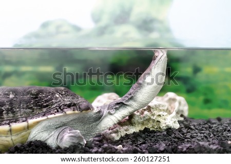 Image amphibian exotic animal Chelidae in wateru