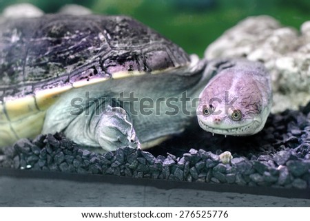 Image amphibian exotic animal Chelidae in wateru