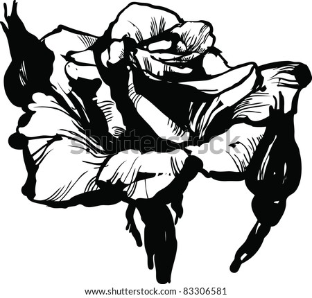 gorgeous rose bud black and white drawing sketch