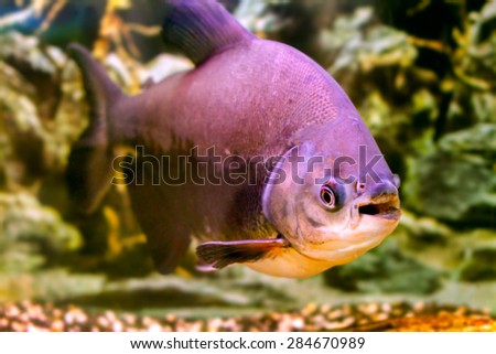 image of a beautiful aquarium fish black pacu