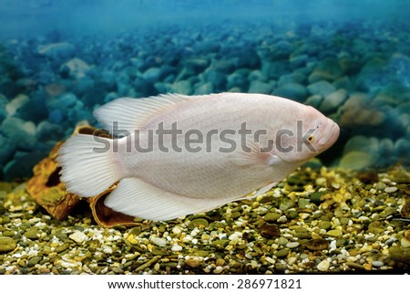 Image big fish in the aquarium gourami fishing