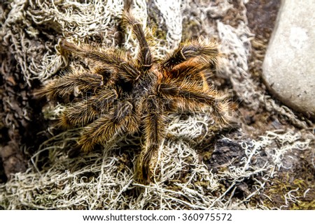 the image of an exotic animal spider theraphosa blondi