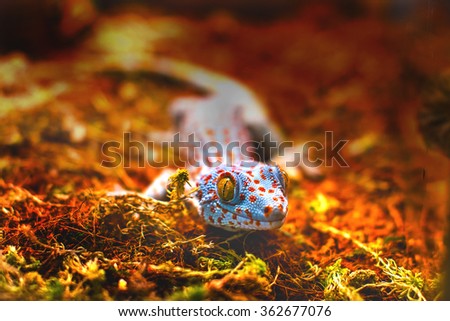 the image of an exotic animal tokay gecko lizard