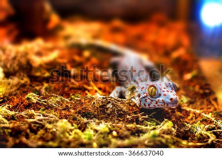 the image of an exotic animal tokay gecko lizard
